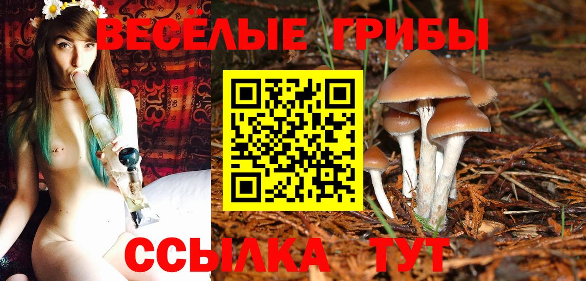 Псилоцибиновые грибы Psilocybe Южноуральск